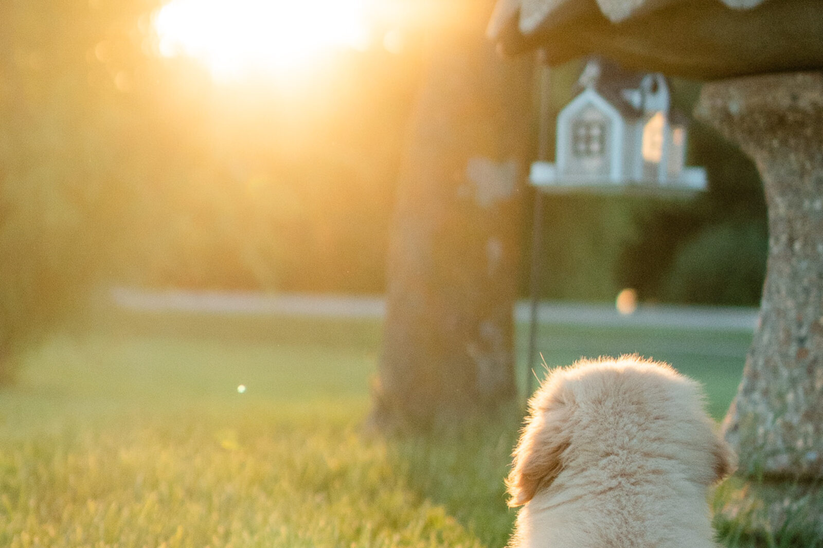 A golden retriever resting in the grass as the sun sets behind the trees