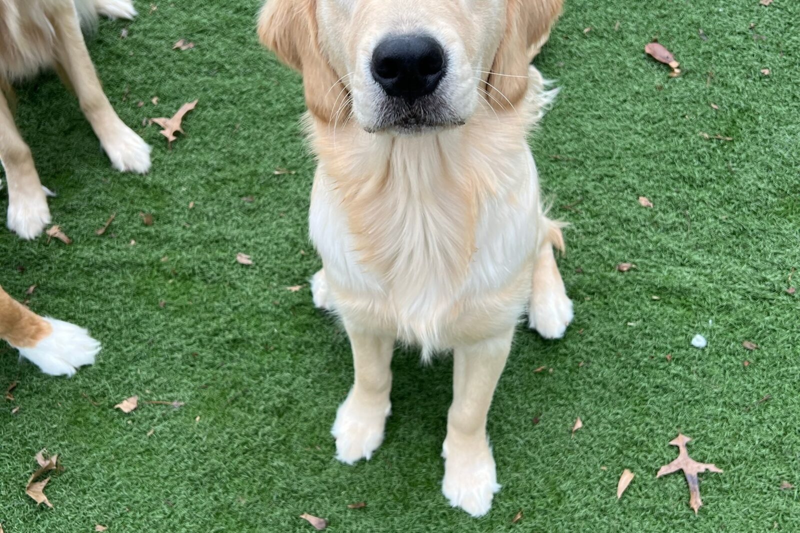 An adult golden retriever sitting on the turf, looking up at its handler