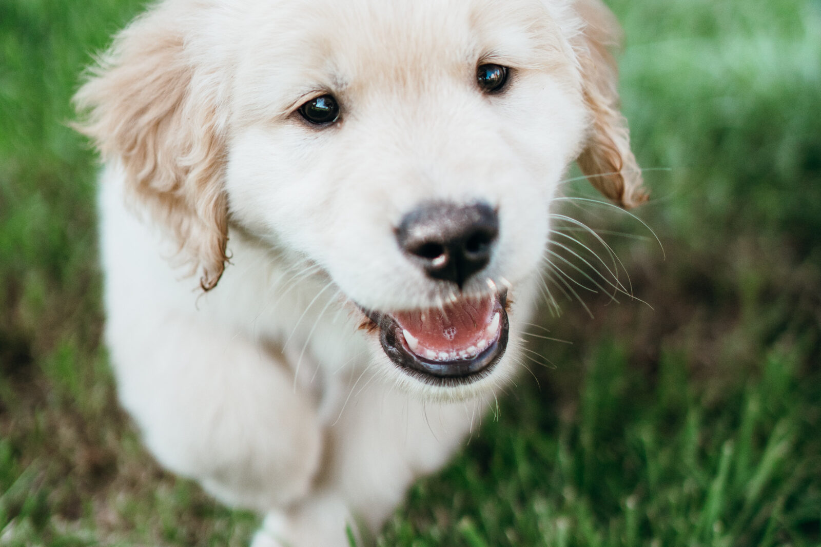 A cream golden retriever puppy running through the grass
