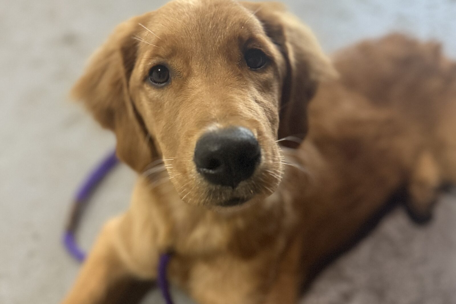 Close-up of a golden retriever puppy's face