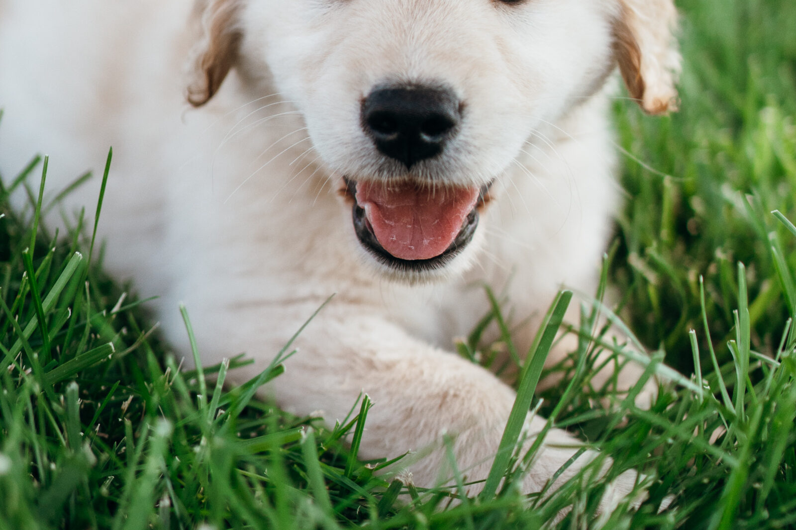 A cream golden retriever puppy mid-play in the grass