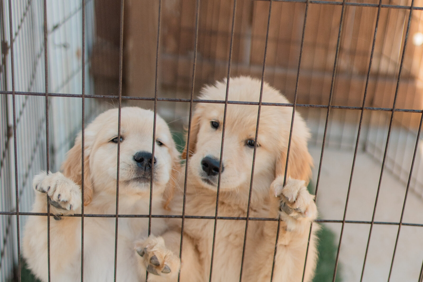 Two golden retriever puppies up on their hind legs against the pen panel