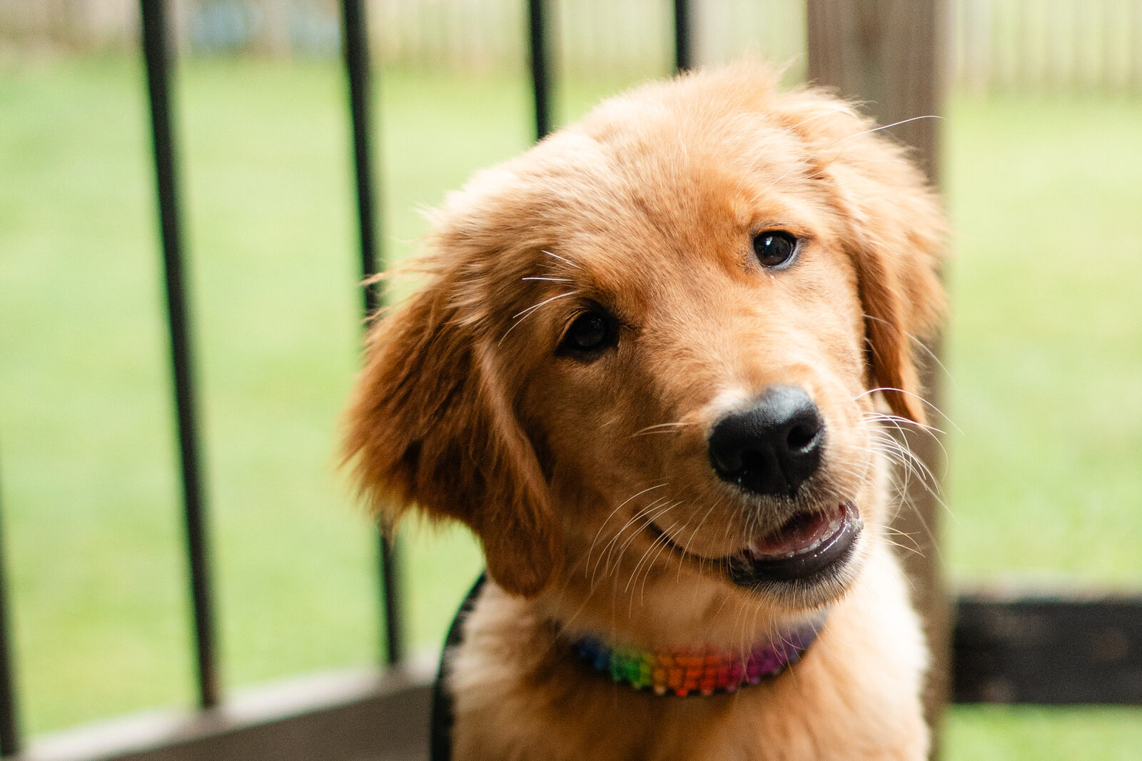 Portrait of a young golden retriever puppy