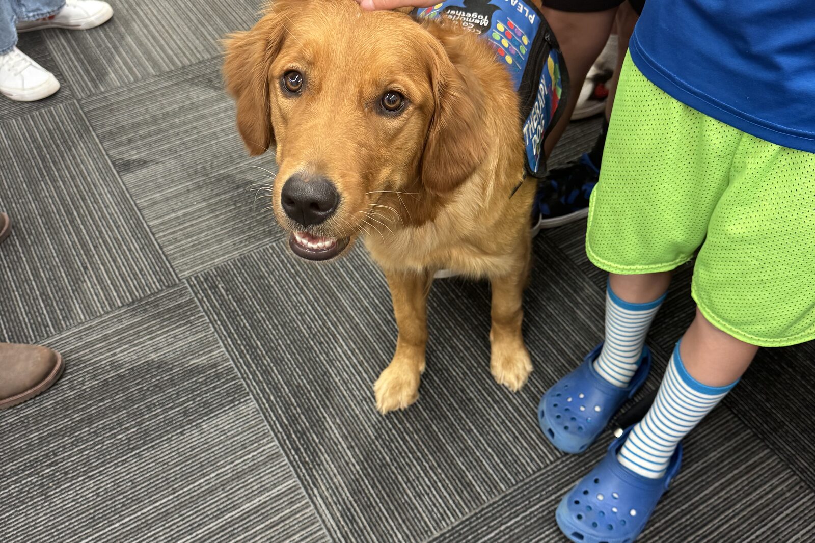 A Hearts of Gold therapy dog in its vest, looking up while children gather round to pet it