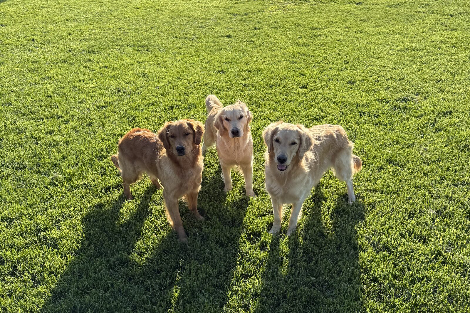 Three Hearts of Gold golden retrievers standing together in the grass, looking at the camera