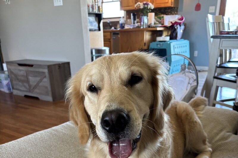 An adult golden retriever settled on an ottoman at home with its tongue out