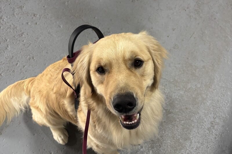 An adult golden retriever on the lead indoors looking up at its handler
