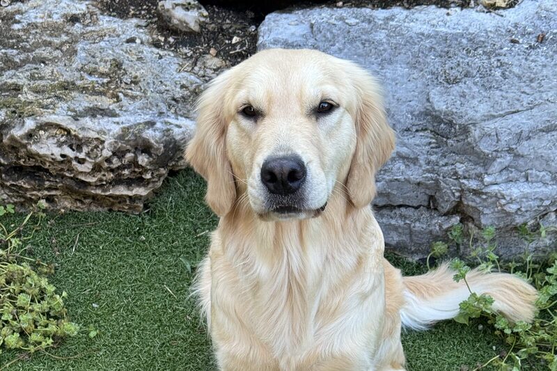 An adult golden retriever sitting squarely on turf in front of a stone wall