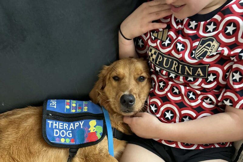Indi, grown, in her blue THERAPY DOG vest, resting against a child on a couch