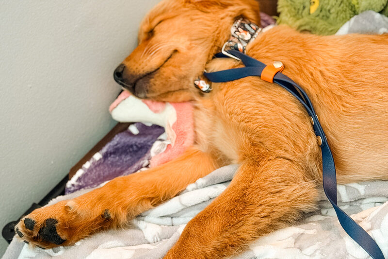 Indi asleep against her toys, still in her harness