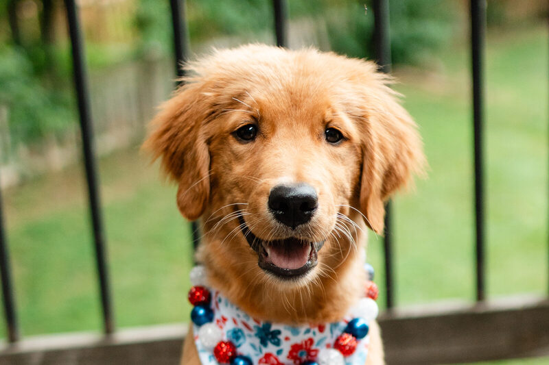 Indi as a puppy on the deck in a floral bandana, mid-pant