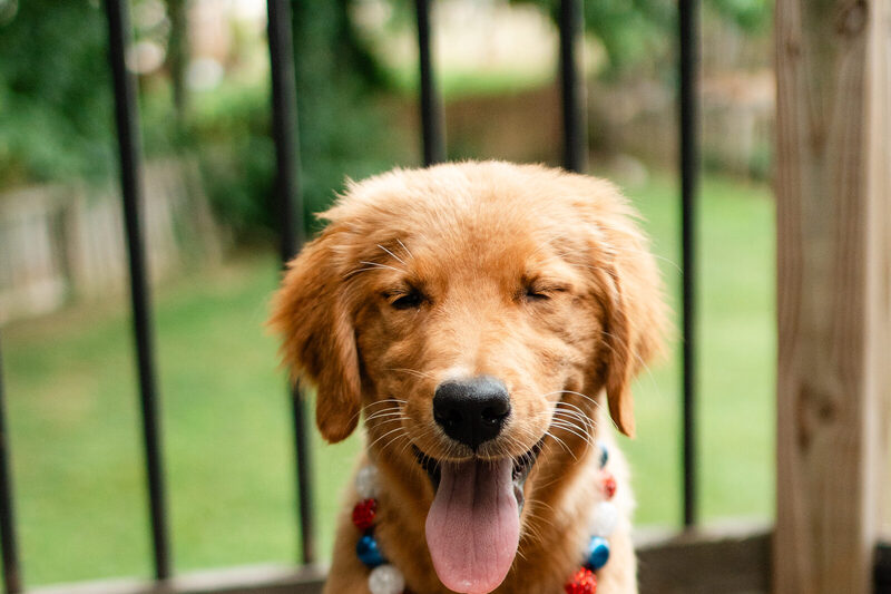 Indi as a puppy in a beaded collar with her mouth wide open