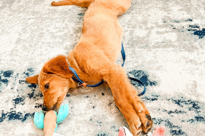Indi sprawled across the rug mid-play with two toys