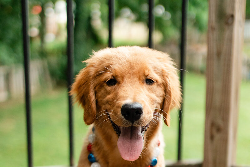 Indi as a puppy on the deck in a beaded collar, mouth open, looking straight down the lens