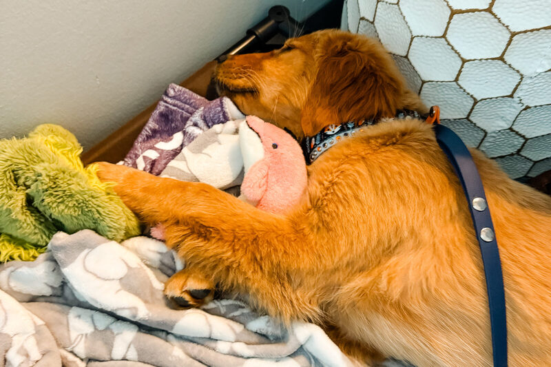 Indi as a puppy lying on a rug with a toy, settled and calm