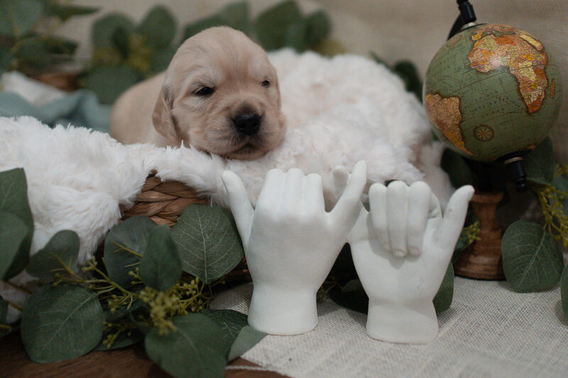A newborn golden retriever puppy resting in a woven basket beside a globe and a pair of white ceramic hands