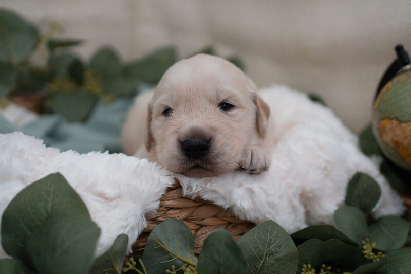 A newborn golden retriever puppy with its chin resting over the rim of a woven basket, eucalyptus around it