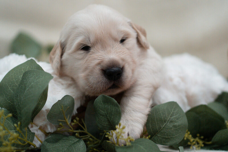 A newborn golden retriever puppy face-on in a bed of eucalyptus on a white blanket, eyes just opening