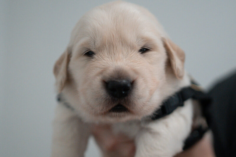 Close-up of a newborn golden retriever puppy's face, eyes barely open, the black vest strap across its chest