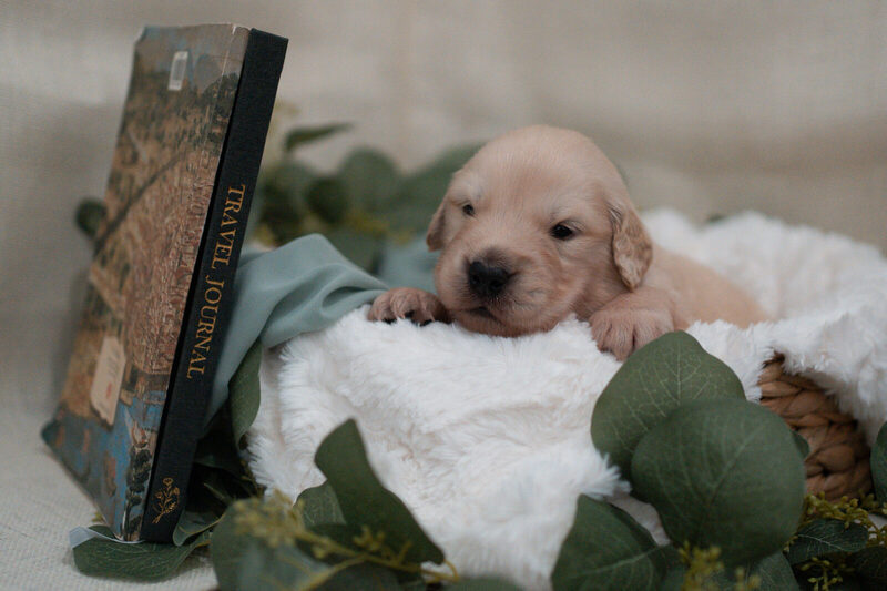 A newborn golden retriever puppy in a woven basket beside a book titled Travel Journal, on a white blanket with eucalyptus