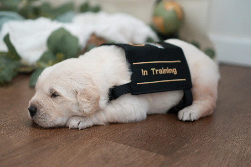 A newborn golden retriever puppy asleep on a wood floor in a black "In Training" vest