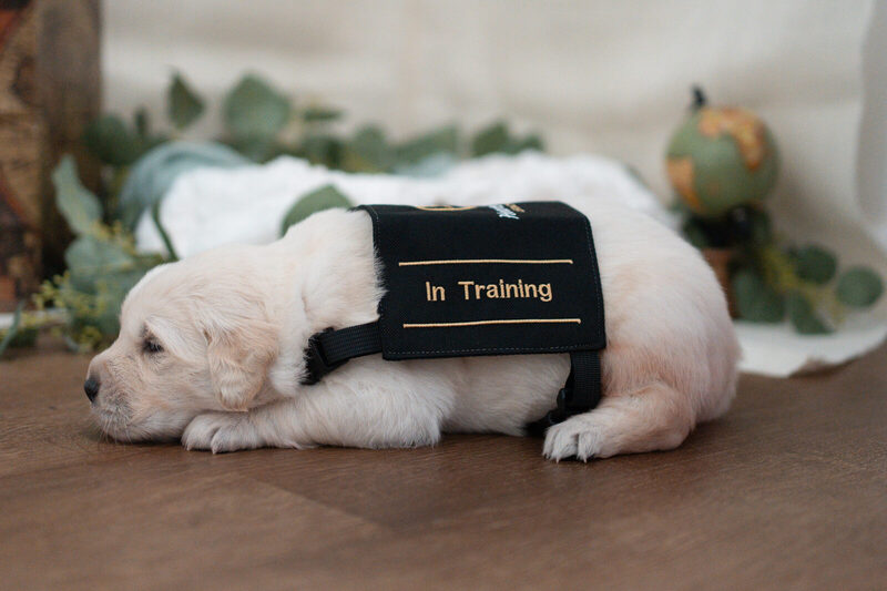A newborn golden retriever puppy lying on a wood floor in a black "In Training" vest, a white blanket and eucalyptus behind it