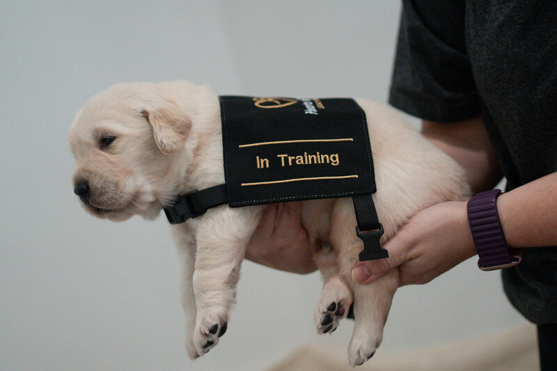 A newborn golden retriever puppy held up in a black "In Training" vest with its legs dangling