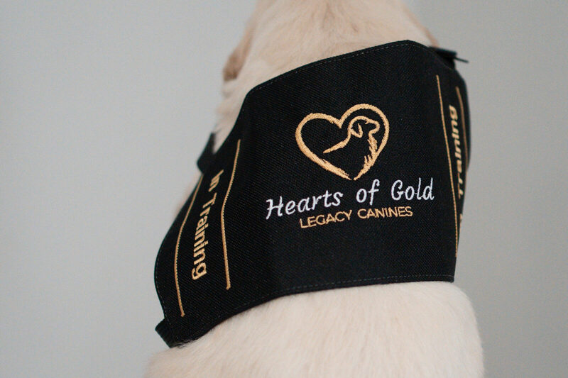 The Hearts of Gold Legacy Canines heart-and-dog logo and wordmark embroidered in gold on the black "In Training" vest worn by a newborn golden retriever puppy