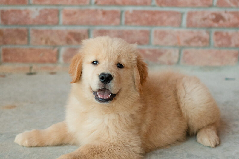 Golden retriever puppy lying down but alert against a brick wall