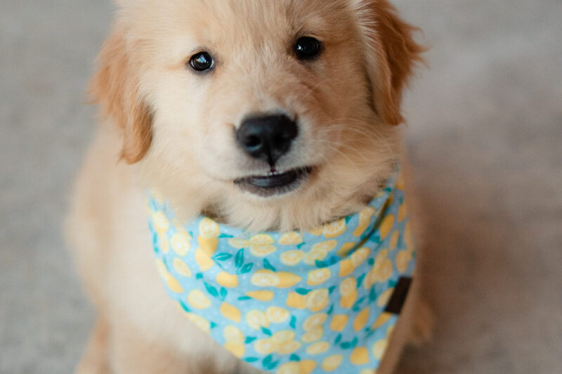 Golden retriever puppy in a lemon-print bandana looking up at the camera