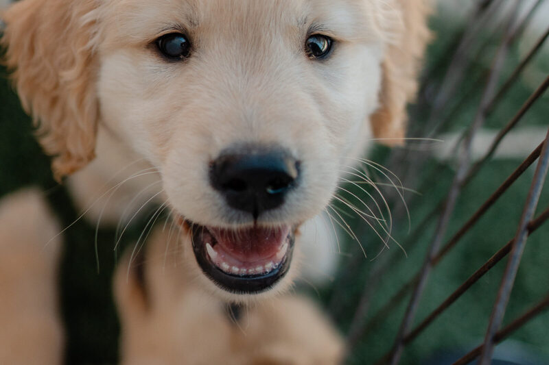 Close-up of a golden retriever puppy's face at the pen panel, mouth open