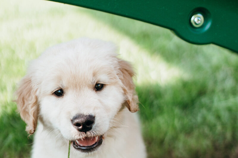 Golden retriever puppy standing in the grass with a blade of grass in its mouth