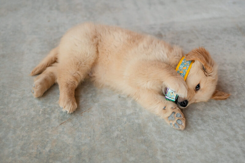 Golden retriever puppy rolling on its side on the concrete wearing a collar