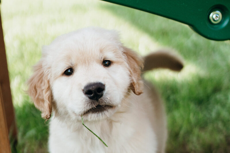 Golden retriever puppy standing in the grass beneath a green playset slide