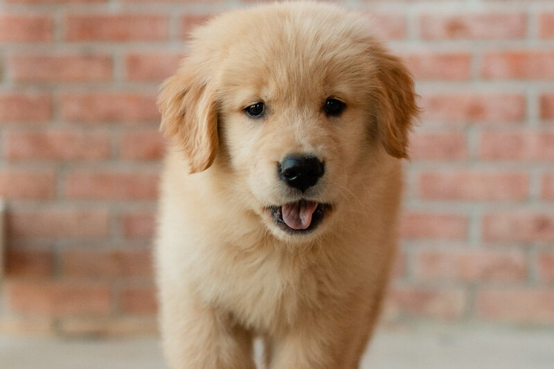 Golden retriever puppy walking straight toward the camera past a brick wall