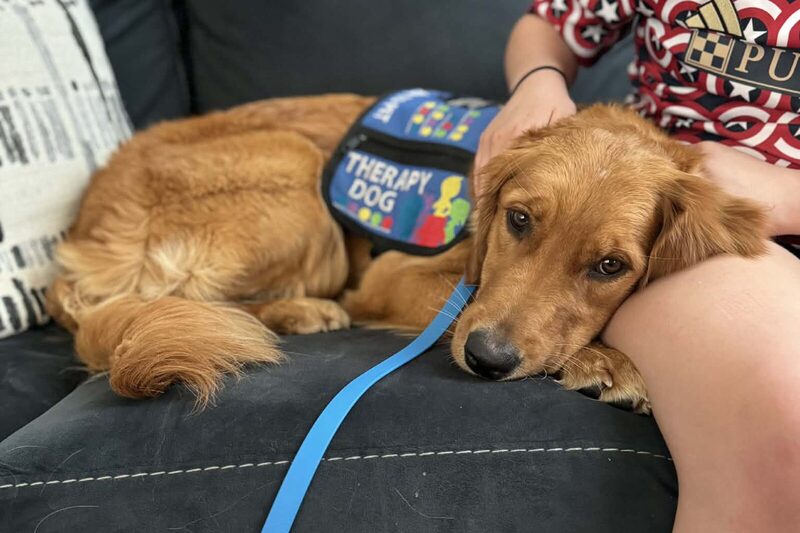 Indi resting her head on someone's lap on a couch, still in her therapy vest