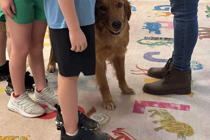 A therapy dog standing on an alphabet rug in a school classroom with a child's hand resting on its head