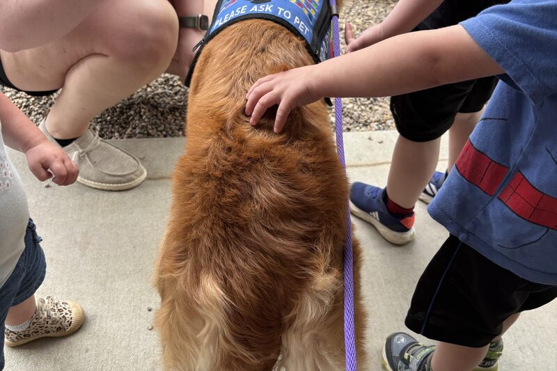 Indi in a please-ask-to-pet vest surrounded by children's hands, outdoors