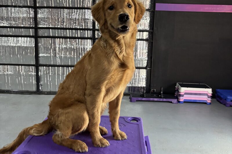 A golden retriever holding a sit on a raised training platform in the facility