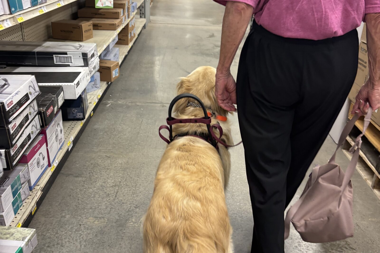 A golden retriever in training walking a store aisle beside its handler