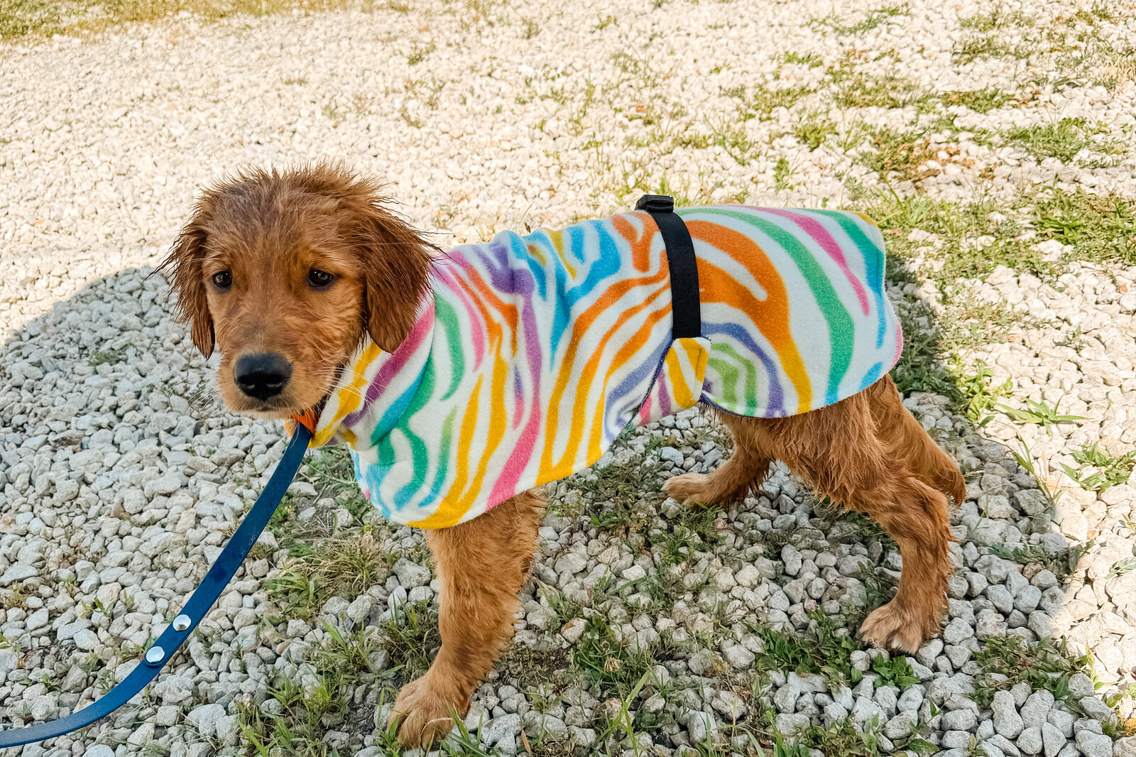 A young golden retriever out on the lead in a brightly patterned cooling coat